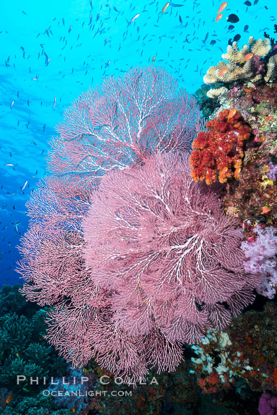 Plexauridae sea fan or gorgonian on coral reef.  This gorgonian is a type of colonial alcyonacea soft coral that filters plankton from passing ocean currents. Namena Marine Reserve, Namena Island, Fiji, Gorgonacea, Plexauridae, natural history stock photograph, photo id 31364