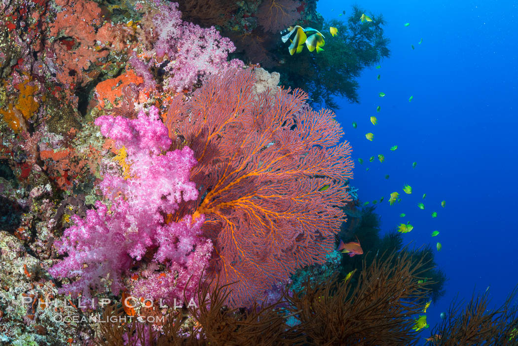 Sea fan or gorgonian on coral reef.  This gorgonian is a type of colonial alcyonacea soft coral that filters plankton from passing ocean currents. Vatu I Ra Passage, Bligh Waters, Viti Levu  Island, Fiji, Dendronephthya, Gorgonacea, Plexauridae, natural history stock photograph, photo id 31492