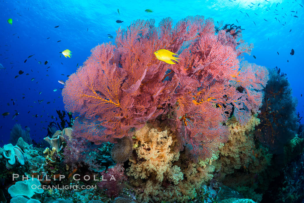 Sea fan or gorgonian on coral reef.  This gorgonian is a type of colonial alcyonacea soft coral that filters plankton from passing ocean currents. Vatu I Ra Passage, Bligh Waters, Viti Levu  Island, Fiji, Dendronephthya, Gorgonacea, natural history stock photograph, photo id 31343