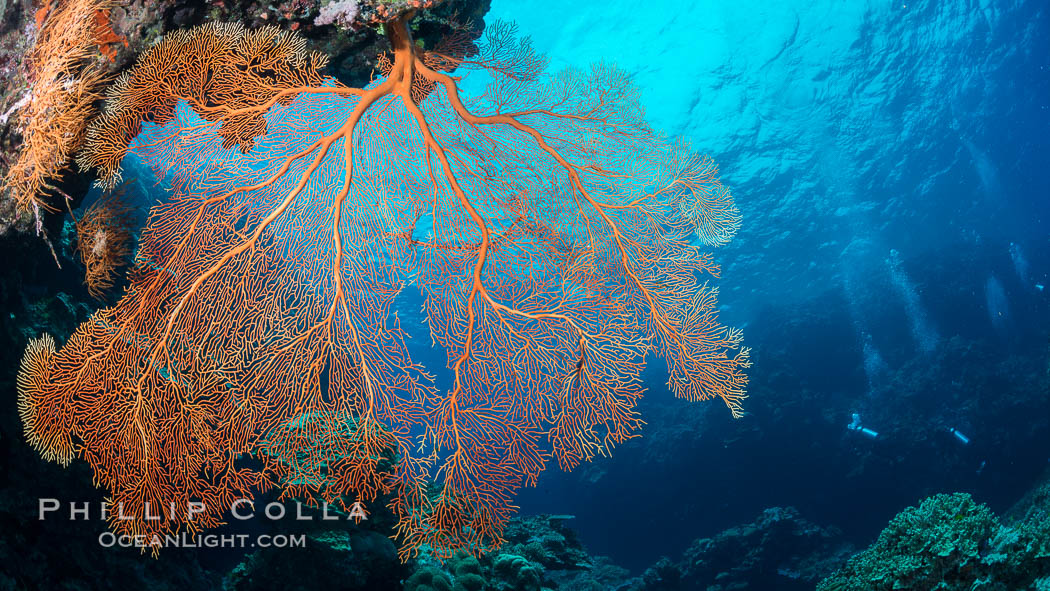 Plexauridae sea fan or gorgonian on coral reef.  This gorgonian is a type of colonial alcyonacea soft coral that filters plankton from passing ocean currents. Vatu I Ra Passage, Bligh Waters, Viti Levu  Island, Fiji, Gorgonacea, Plexauridae, natural history stock photograph, photo id 31635