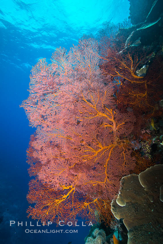 Sea fan or gorgonian on coral reef.  This gorgonian is a type of colonial alcyonacea soft coral that filters plankton from passing ocean currents. Vatu I Ra Passage, Bligh Waters, Viti Levu  Island, Fiji, Gorgonacea, Plexauridae, natural history stock photograph, photo id 31671