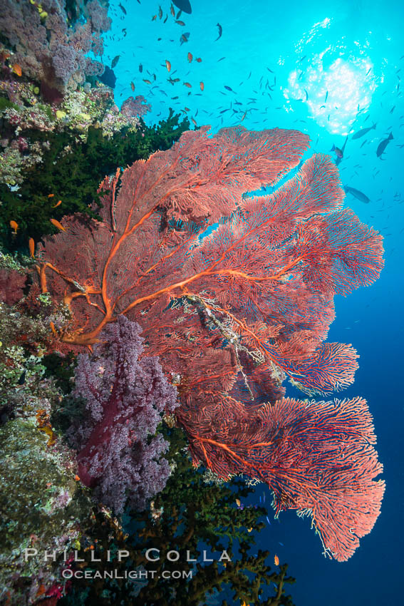 Plexauridae sea fan or gorgonian on coral reef.  This gorgonian is a type of colonial alcyonacea soft coral that filters plankton from passing ocean currents. Namena Marine Reserve, Namena Island, Fiji, Gorgonacea, Plexauridae, natural history stock photograph, photo id 31421