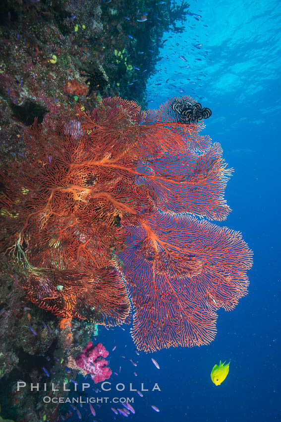 Plexauridae sea fan or gorgonian on coral reef.  This gorgonian is a type of colonial alcyonacea soft coral that filters plankton from passing ocean currents. Namena Marine Reserve, Namena Island, Fiji, Gorgonacea, Plexauridae, natural history stock photograph, photo id 31581