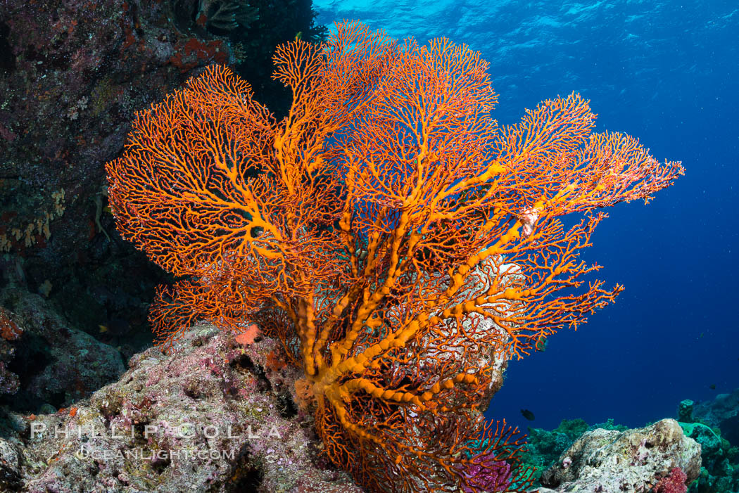 Plexauridae sea fan or gorgonian on coral reef.  This gorgonian is a type of colonial alcyonacea soft coral that filters plankton from passing ocean currents. Vatu I Ra Passage, Bligh Waters, Viti Levu  Island, Fiji, Gorgonacea, Plexauridae, natural history stock photograph, photo id 31641