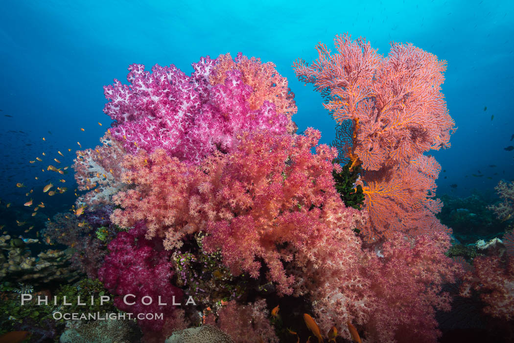 Sea fan gorgonian and dendronephthya soft coral on coral reef.  Both the sea fan gorgonian and the dendronephthya  are type of alcyonacea soft corals that filter plankton from passing ocean currents. Fiji, Dendronephthya, Gorgonacea, natural history stock photograph, photo id 31438