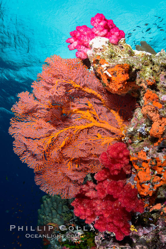 Sea fan gorgonian and dendronephthya soft coral on coral reef.  Both the sea fan gorgonian and the dendronephthya  are type of alcyonacea soft corals that filter plankton from passing ocean currents. Fiji, Dendronephthya, Gorgonacea, Plexauridae, natural history stock photograph, photo id 31447