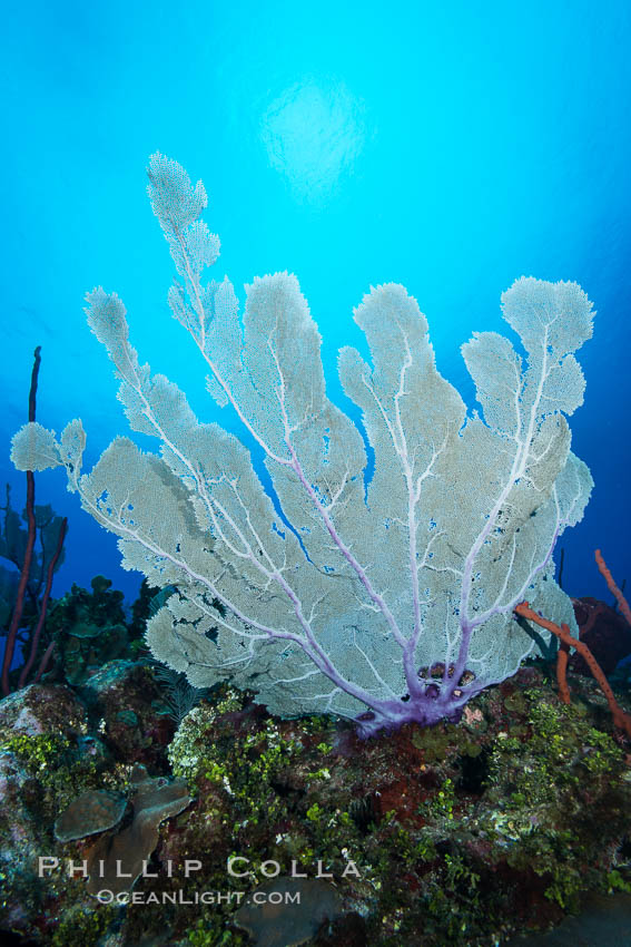 Sea fan gorgonian on coral reef, Grand Cayman Island. Cayman Islands, natural history stock photograph, photo id 32238