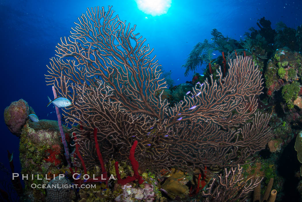 Sea fan gorgonian on coral reef, Grand Cayman Island. Cayman Islands, natural history stock photograph, photo id 32036