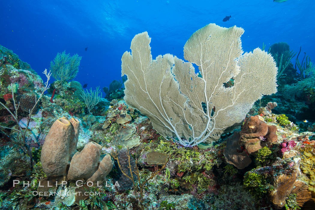 Sea fan gorgonian on coral reef, Grand Cayman Island. Cayman Islands, natural history stock photograph, photo id 32055