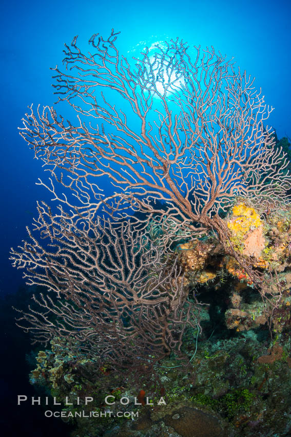 Sea fan gorgonian on coral reef, Grand Cayman Island. Cayman Islands, natural history stock photograph, photo id 32121