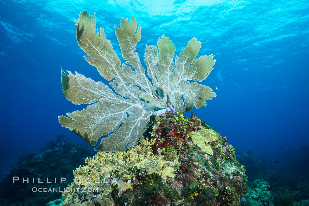 Sea fan gorgonian on coral reef, Grand Cayman Island., natural history stock photograph, photo id 32249