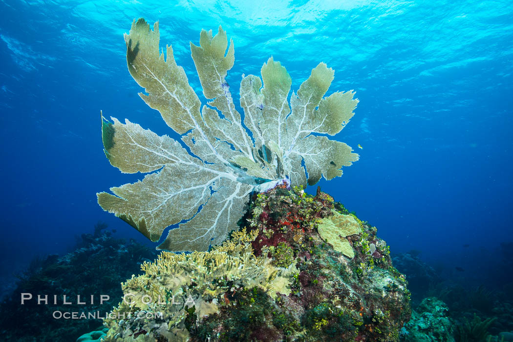 Sea fan gorgonian on coral reef, Grand Cayman Island. Cayman Islands, natural history stock photograph, photo id 32249