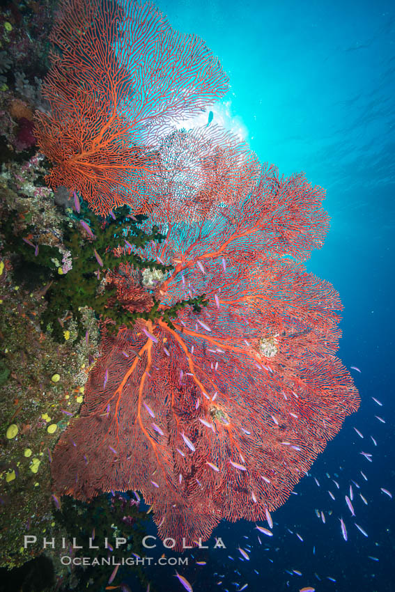 Plexauridae sea fan gorgonian and schooling Anthias on pristine and beautiful coral reef, Fiji. Namena Marine Reserve, Namena Island, Gorgonacea, Plexauridae, Pseudanthias, natural history stock photograph, photo id 31570