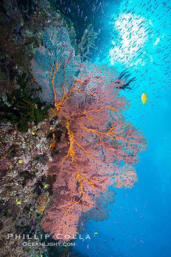 Sea fan gorgonian and schooling Anthias on pristine and beautiful coral reef, Fiji., Gorgonacea, Plexauridae, Pseudanthias, natural history stock photograph, photo id 31742