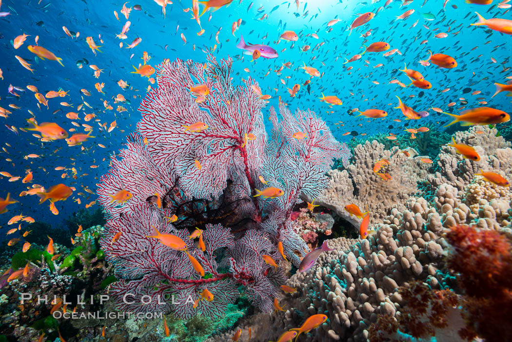 Sea fan gorgonian and schooling Anthias on pristine and beautiful coral reef, Fiji., Gorgonacea, Plexauridae, Pseudanthias, natural history stock photograph, photo id 31428