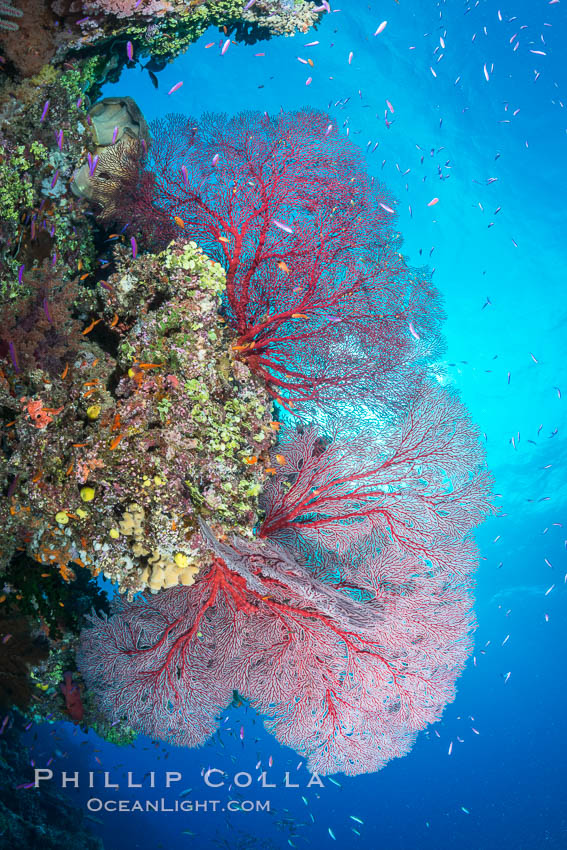 Plexauridae sea fan gorgonian and schooling Anthias on pristine and beautiful coral reef, Fiji. Wakaya Island, Lomaiviti Archipelago, Gorgonacea, Plexauridae, Pseudanthias, natural history stock photograph, photo id 31440