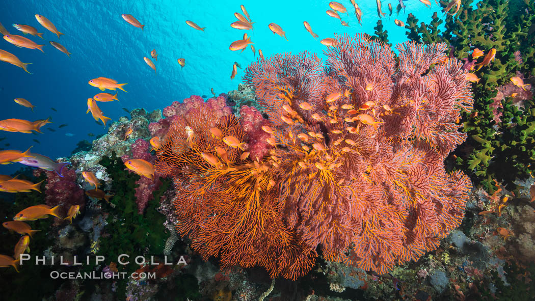 Plexauridae sea fan gorgonian and schooling Anthias on pristine and beautiful coral reef, Fiji., Gorgonacea, Plexauridae, Pseudanthias, natural history stock photograph, photo id 31620