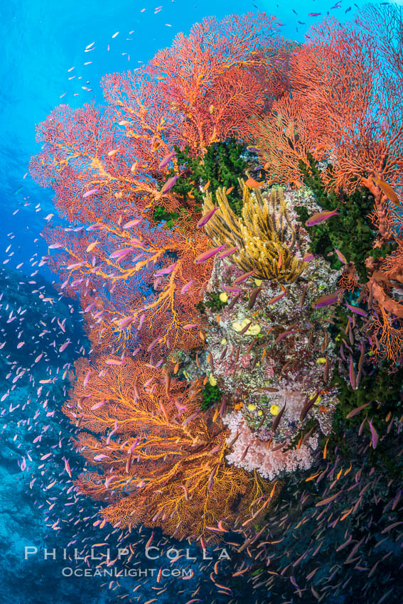 Sea fan gorgonian and schooling Anthias on pristine and beautiful coral reef, Fiji, Pseudanthias, Gorgonacea, Wakaya Island, Lomaiviti Archipelago