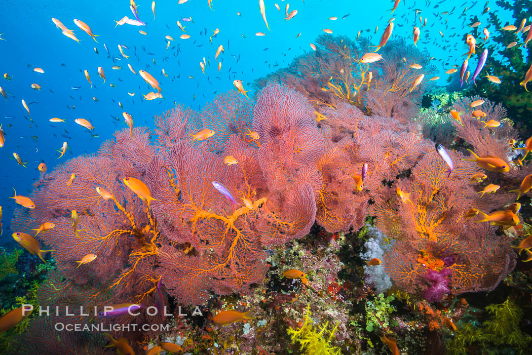 Plexauridae sea fan gorgonian and schooling Anthias on pristine and beautiful coral reef, Fiji., Gorgonacea, Plexauridae, Pseudanthias, natural history stock photograph, photo id 31435