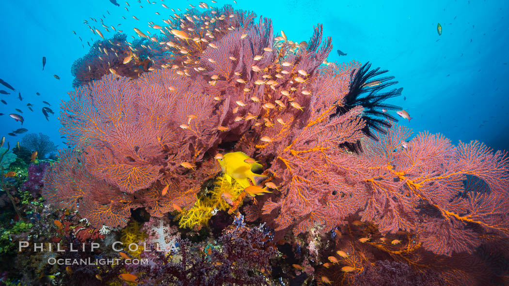 Plexauridae sea fan gorgonian and schooling Anthias on pristine and beautiful coral reef, Fiji., Gorgonacea, Plexauridae, Pseudanthias, natural history stock photograph, photo id 31437