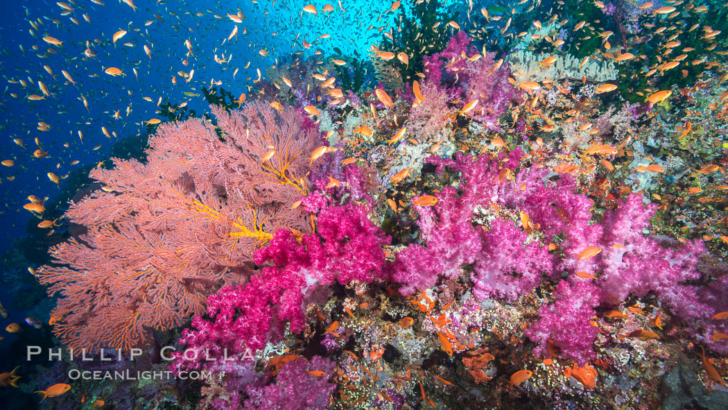 Beautiful South Pacific coral reef, with gorgonian sea fans, schooling anthias fish and colorful dendronephthya soft corals, Fiji. Vatu I Ra Passage, Bligh Waters, Viti Levu  Island, Dendronephthya, Gorgonacea, Pseudanthias, natural history stock photograph, photo id 31330