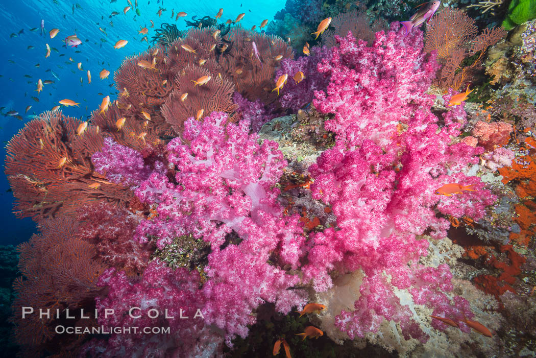 Beautiful South Pacific coral reef, with gorgonian sea fans, schooling anthias fish and colorful dendronephthya soft corals, Fiji. Vatu I Ra Passage, Bligh Waters, Viti Levu  Island, Dendronephthya, Gorgonacea, Pseudanthias, natural history stock photograph, photo id 31478