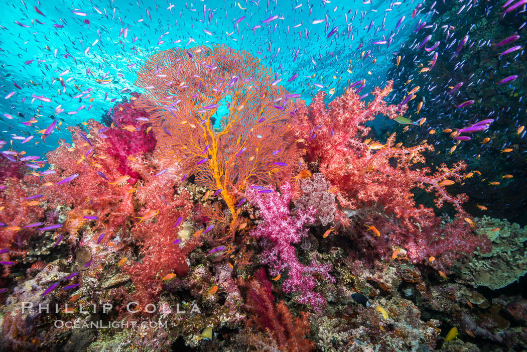 Beautiful South Pacific coral reef, with gorgonian sea fans, schooling anthias fish and colorful dendronephthya soft corals, Fiji. Gau Island, Lomaiviti Archipelago, Dendronephthya, Gorgonacea, Plexauridae, Pseudanthias, natural history stock photograph, photo id 31522