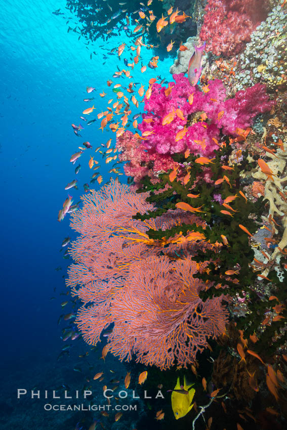 Beautiful South Pacific coral reef, with gorgonian sea fans, schooling anthias fish and colorful dendronephthya soft corals, Fiji., Dendronephthya, Gorgonacea, Plexauridae, Pseudanthias, natural history stock photograph, photo id 31618
