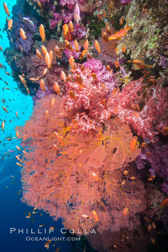 Beautiful South Pacific coral reef, with gorgonian sea fans, schooling anthias fish and colorful dendronephthya soft corals, Fiji. Vatu I Ra Passage, Bligh Waters, Viti Levu  Island, Dendronephthya, Gorgonacea, Plexauridae, Pseudanthias, natural history stock photograph, photo id 31664