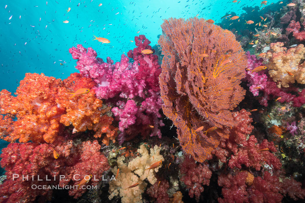 Beautiful South Pacific coral reef, with gorgonian sea fans, schooling anthias fish and colorful dendronephthya soft corals, Fiji. Gau Island, Lomaiviti Archipelago, Dendronephthya, Gorgonacea, Pseudanthias, natural history stock photograph, photo id 31720