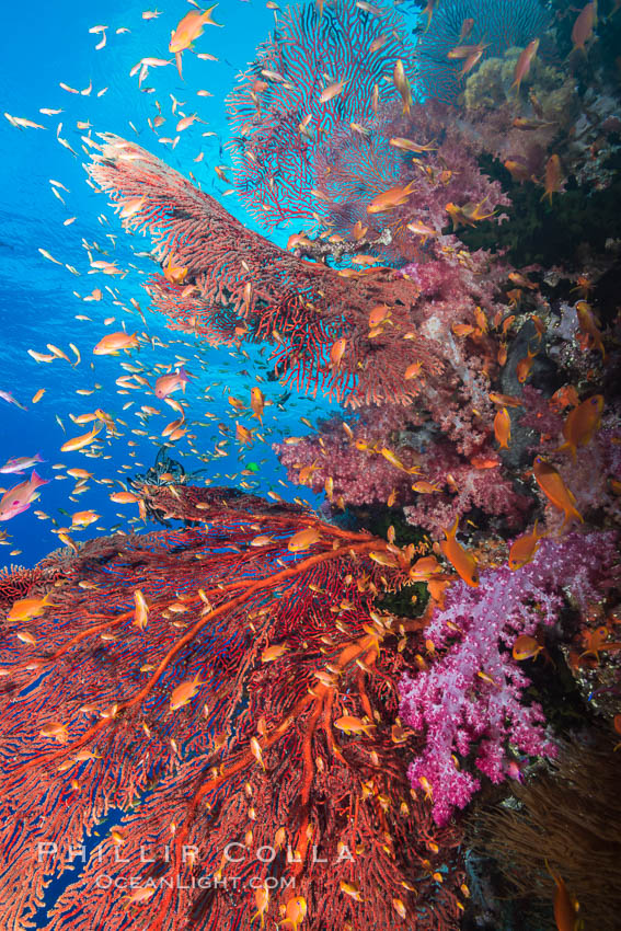 Beautiful South Pacific coral reef, with gorgonian sea fans, schooling anthias fish and colorful dendronephthya soft corals, Fiji. Vatu I Ra Passage, Bligh Waters, Viti Levu  Island, Dendronephthya, Gorgonacea, Pseudanthias, natural history stock photograph, photo id 31479
