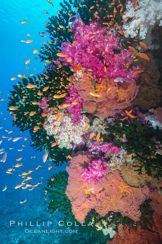 Beautiful South Pacific coral reef, with gorgonian sea fans, schooling anthias fish and colorful dendronephthya soft corals, Fiji., Dendronephthya, Gorgonacea, Pseudanthias, Tubastrea micrantha, natural history stock photograph, photo id 31623