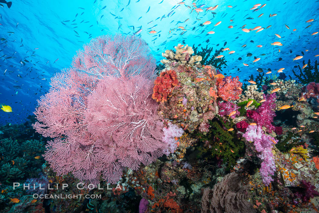 Beautiful South Pacific coral reef, with Plexauridae sea fans, schooling anthias fish and colorful dendronephthya soft corals, Fiji, Dendronephthya, Pseudanthias, Gorgonacea, Plexauridae, Namena Marine Reserve, Namena Island