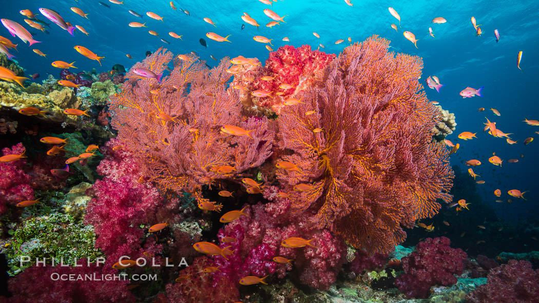 Beautiful South Pacific coral reef, with gorgonian sea fans, schooling anthias fish and colorful dendronephthya soft corals, Fiji., Dendronephthya, Gorgonacea, Pseudanthias, natural history stock photograph, photo id 31341