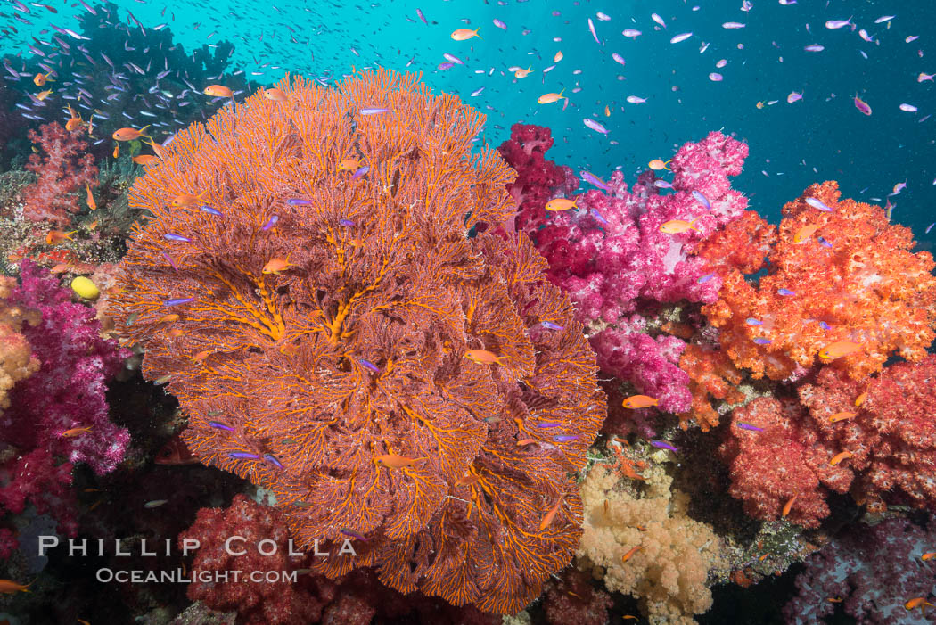 Beautiful South Pacific coral reef, with gorgonian sea fans, schooling anthias fish and colorful dendronephthya soft corals, Fiji. Gau Island, Lomaiviti Archipelago, Dendronephthya, Gorgonacea, Pseudanthias, natural history stock photograph, photo id 31381