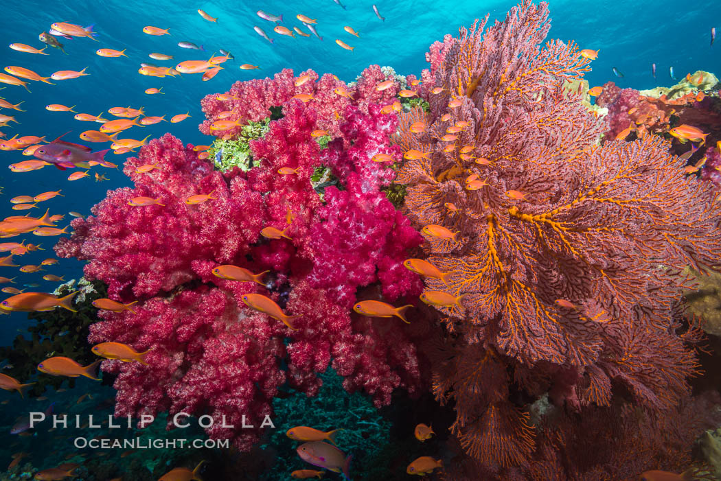 Beautiful South Pacific coral reef, with gorgonian sea fans, schooling anthias fish and colorful dendronephthya soft corals, Fiji., Dendronephthya, Gorgonacea, Plexauridae, Pseudanthias, natural history stock photograph, photo id 31617