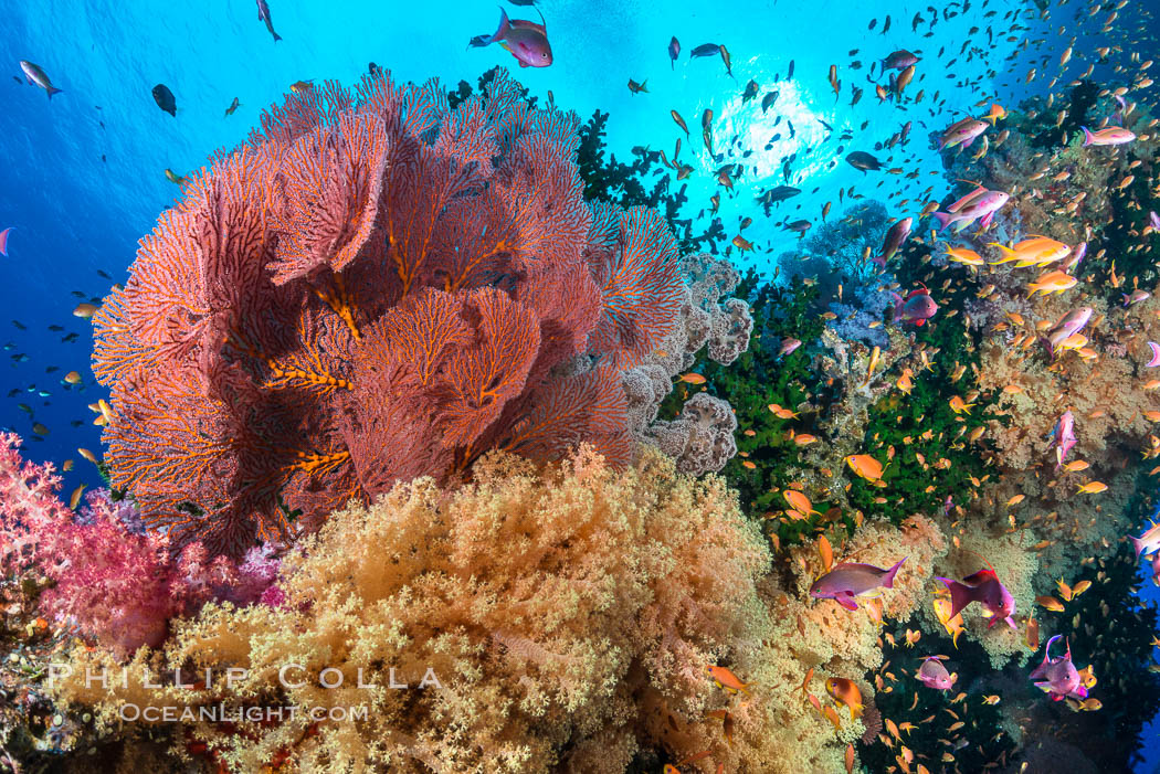 Beautiful South Pacific coral reef, with gorgonian sea fans, schooling anthias fish and colorful dendronephthya soft corals, Fiji. Vatu I Ra Passage, Bligh Waters, Viti Levu  Island, Dendronephthya, Gorgonacea, Plexauridae, Pseudanthias, natural history stock photograph, photo id 31625