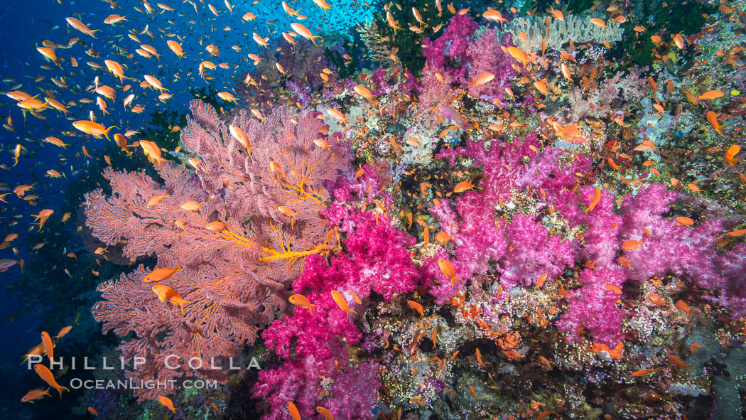 Beautiful South Pacific coral reef, with gorgonian sea fans, schooling anthias fish and colorful dendronephthya soft corals, Fiji. Vatu I Ra Passage, Bligh Waters, Viti Levu  Island, Dendronephthya, Gorgonacea, Pseudanthias, natural history stock photograph, photo id 31661
