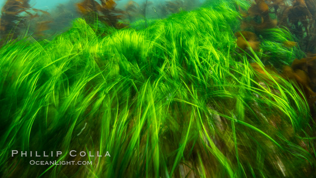 Sea grass in motion, shallow water. Browning Pass, Vancouver Island. British Columbia, Canada, natural history stock photograph, photo id 35290