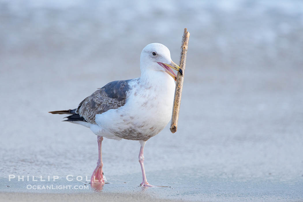 Sea gull carries a stick around the beach. La Jolla, California, USA, natural history stock photograph, photo id 15775