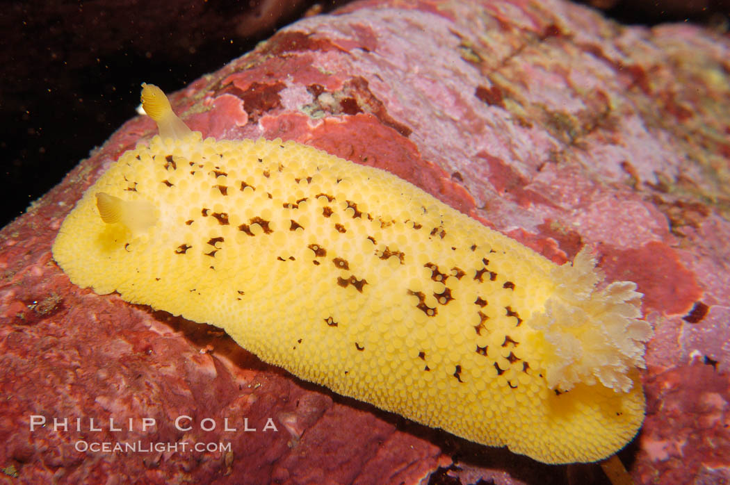 Sea lemon., Diaulula nobilis, natural history stock photograph, photo id 09018