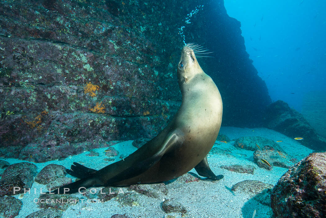 Sea lion blowing underwater bubbles as it stands on its flippers, Zalophus californianus, Sea of Cortez