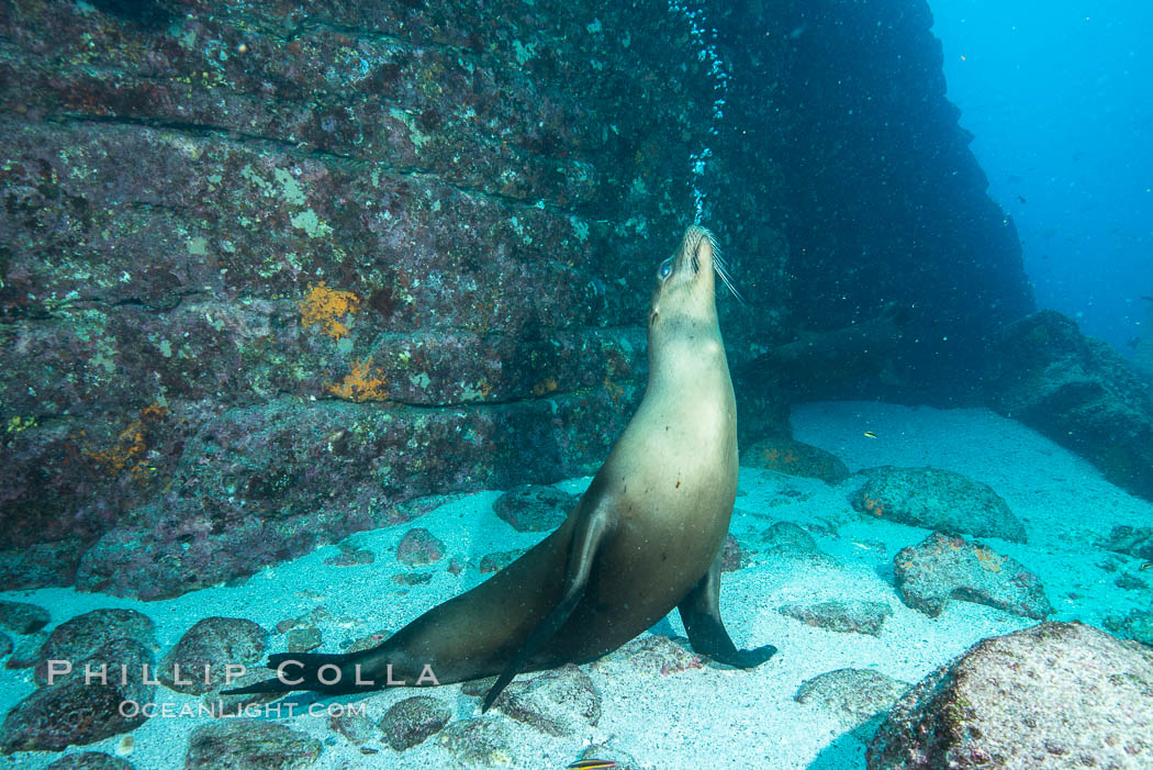 Sea lion blowing underwater bubbles as it stands on its flippers. Sea of Cortez, Baja California, Mexico, Zalophus californianus, natural history stock photograph, photo id 31240