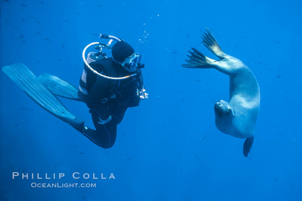 California sea lion and diver consider each other, underwater in the clear ocean water of Guadalupe Island, Zalophus californianus, Guadalupe Island (Isla Guadalupe)