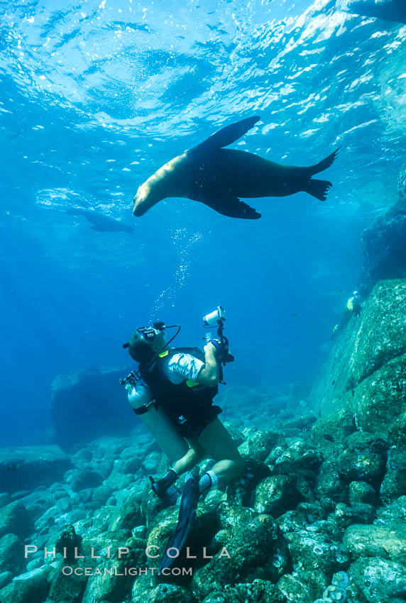 California sea lion with diver, Sea of Cortez., Zalophus californianus, natural history stock photograph, photo id 00953