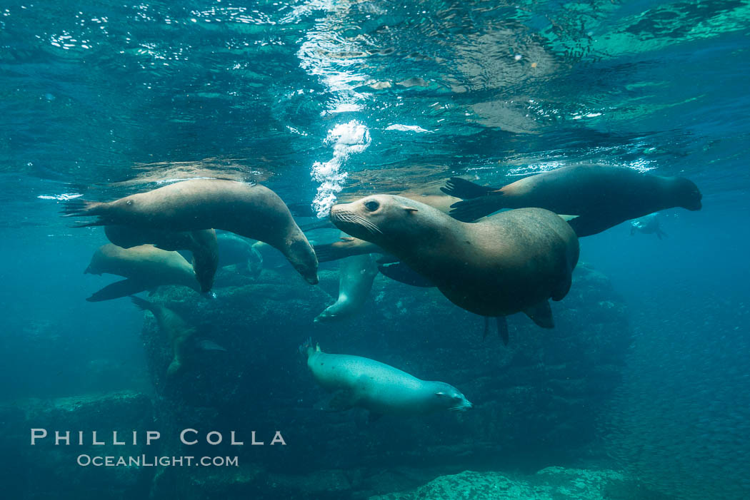 Sea lion harem of females, underwater. Sea of Cortez, Baja California, Mexico, Zalophus californianus, natural history stock photograph, photo id 31228