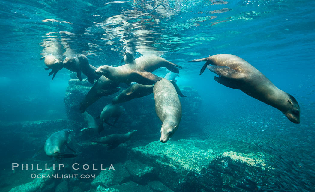 Sea lion harem of females, underwater, Zalophus californianus, Sea of Cortez