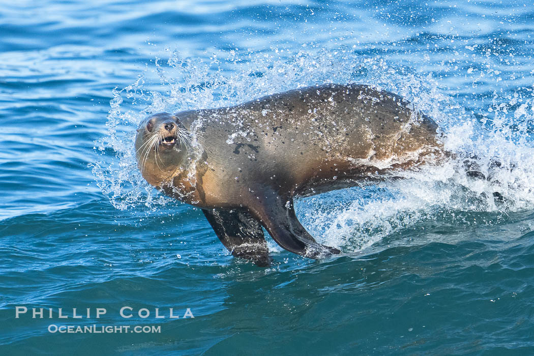 California sea lion surfing in a wave at La Jolla Cove, San Diego. USA, Zalophus californianus, natural history stock photograph, photo id 40232