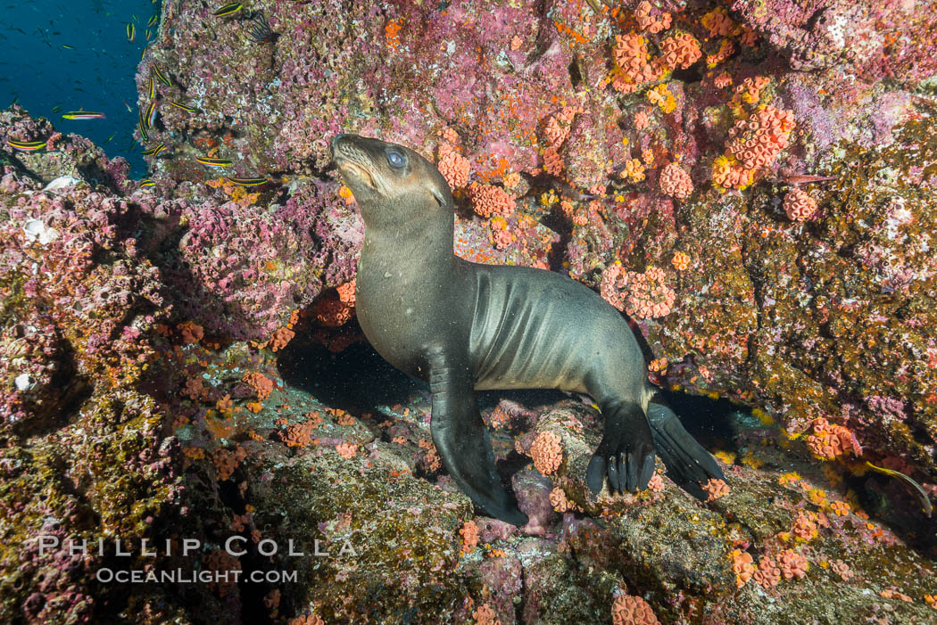 Sea Lion, Los Islotes, Sea of Cortez. Baja California, Mexico, natural history stock photograph, photo id 32546