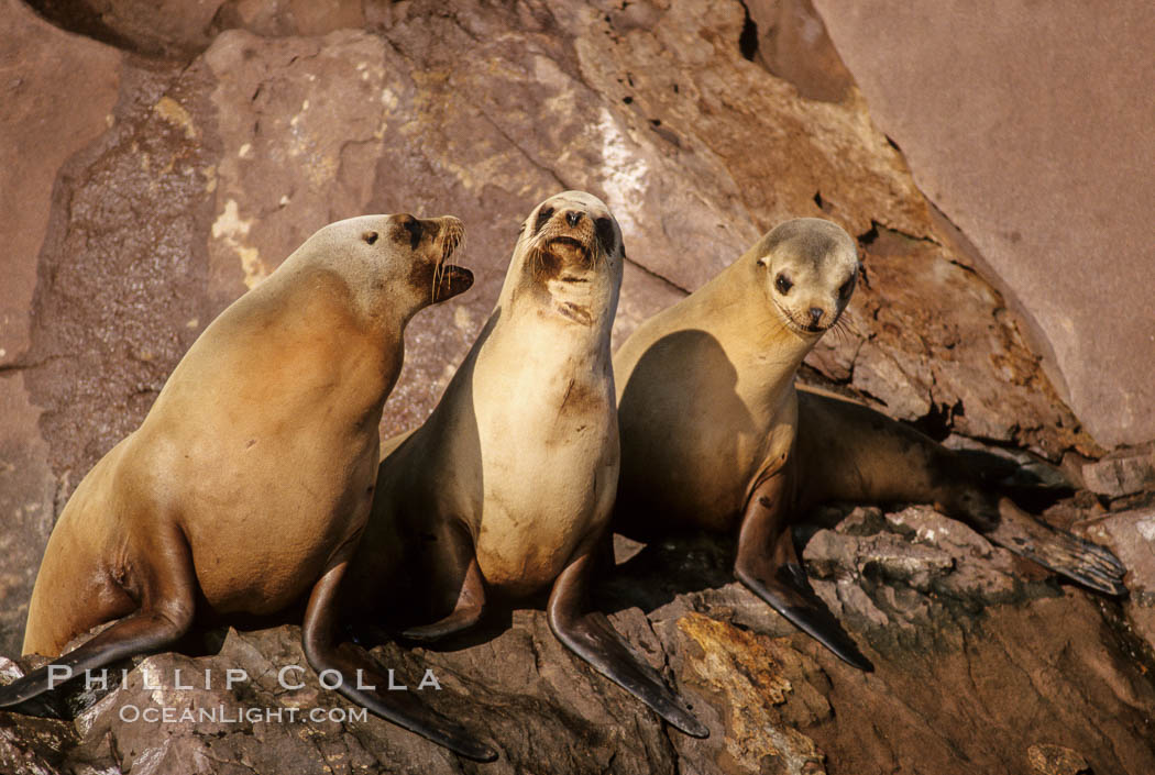 California sea lions, Coronado Islands. Coronado Islands (Islas Coronado), Baja California, Mexico, Zalophus californianus, natural history stock photograph, photo id 02938